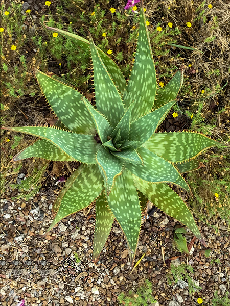 White Fox Aloe Vera